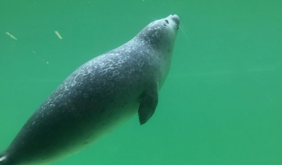 Exkursion der Biologie-WP-Kurse zur Seehundstation Norddeich
